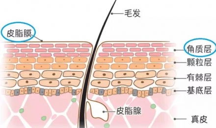 什么是神經(jīng)酰胺及其護膚作用有哪些？